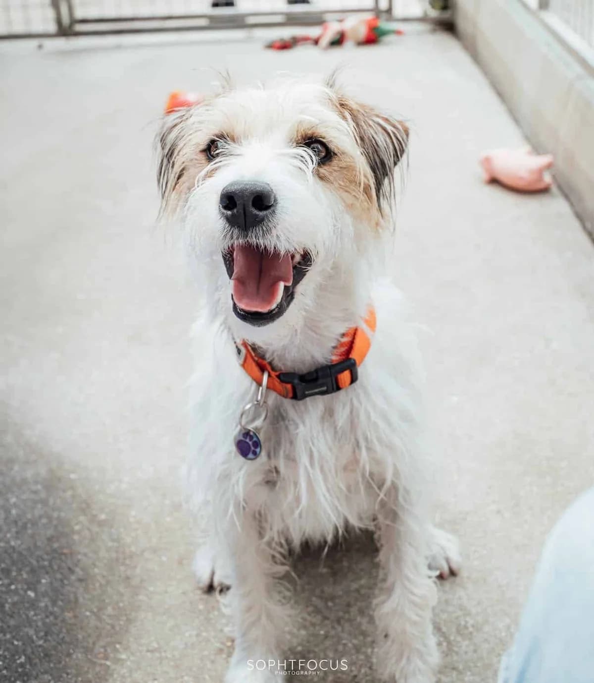Hey Jude, male 4yo Mixed Breed for adoption at Second Chance Animal Rescue