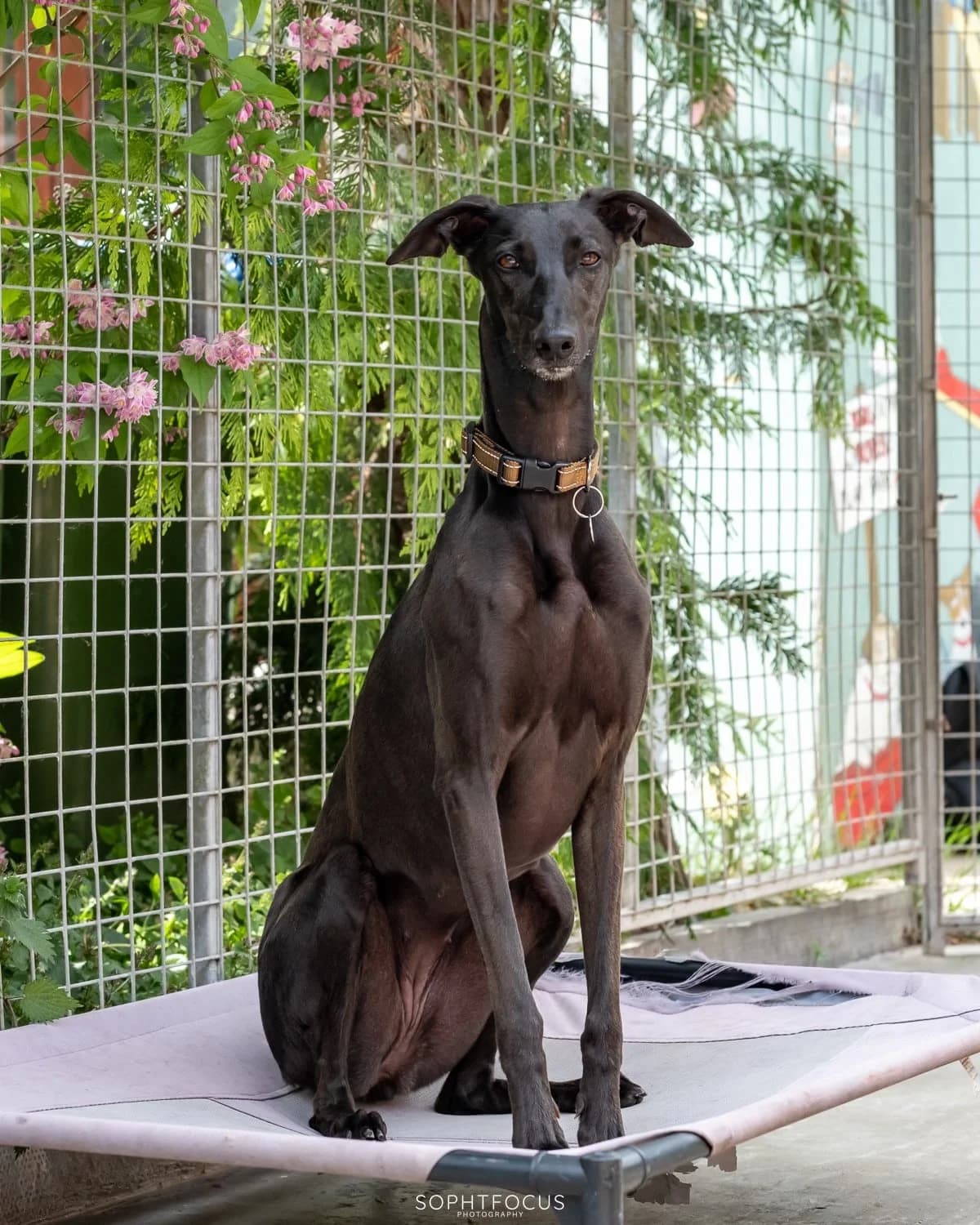 Lunar, female 4yo Lurcher for adoption at Second Chance Animal Rescue