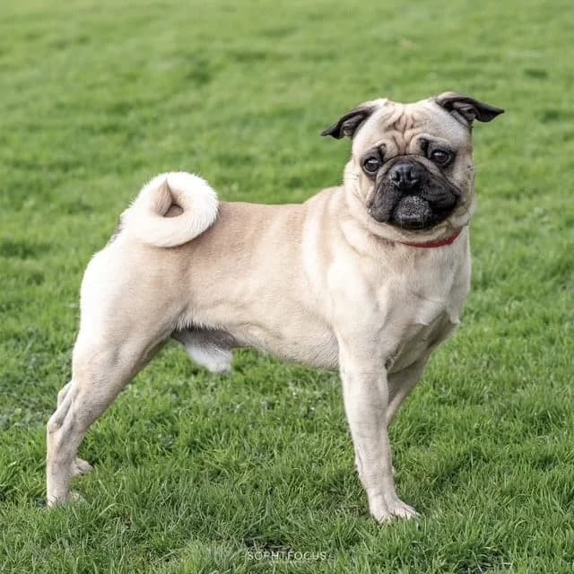 Milo, male 4yo Pug for adoption at Second Chance Animal Rescue, Southampton