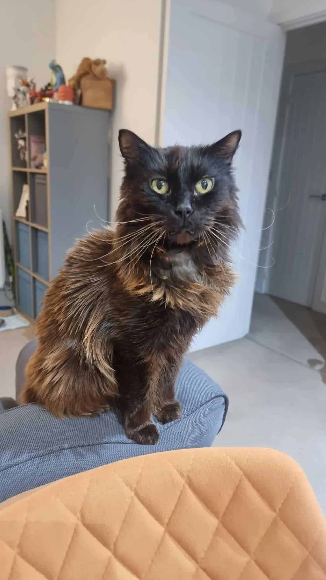 Adrian, male senior Mixed Breed for adoption at Second Chance Animal Rescue, Southampton