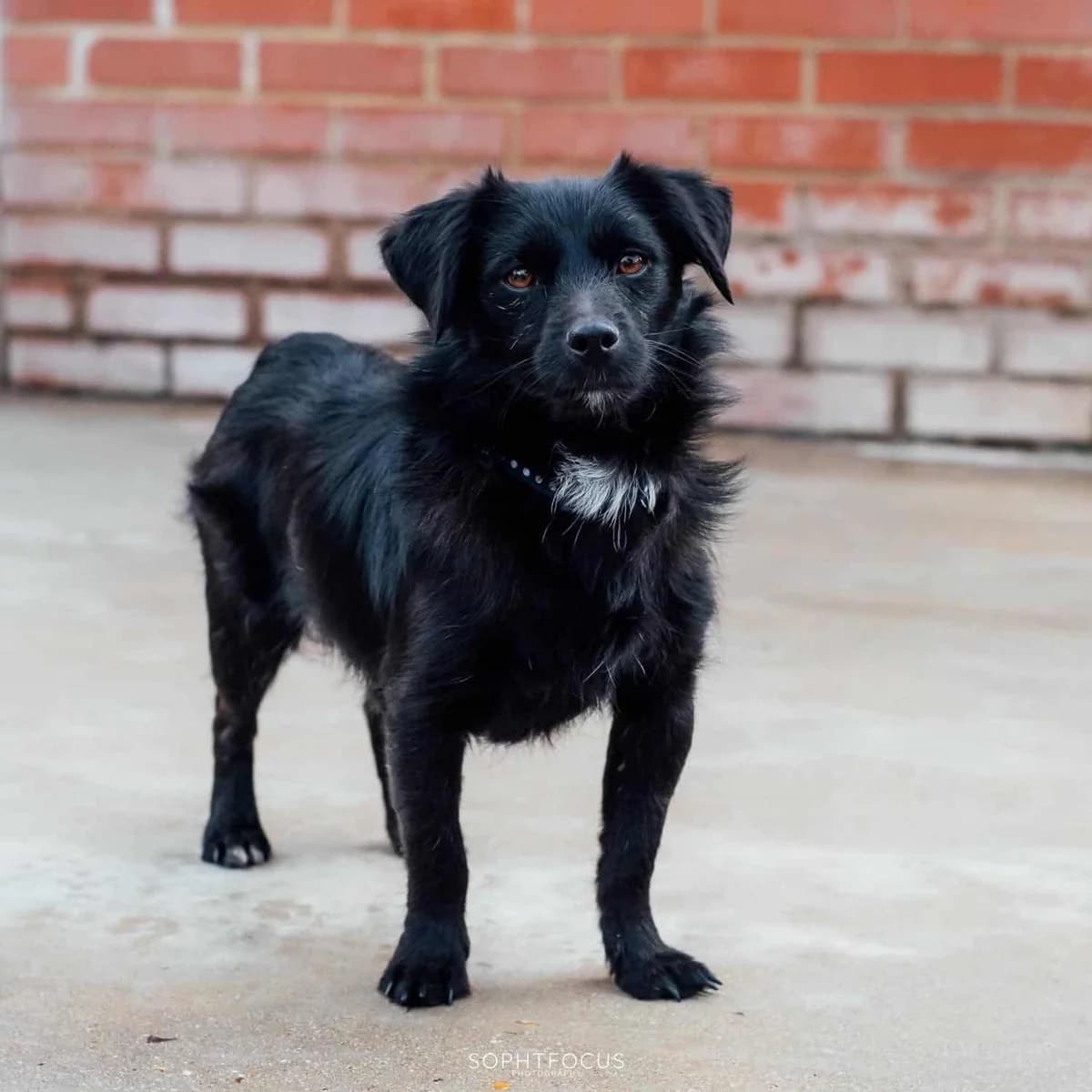 Dopey And Bashful, male puppy Mixed Breed for adoption at Second Chance Animal Rescue, Southampton