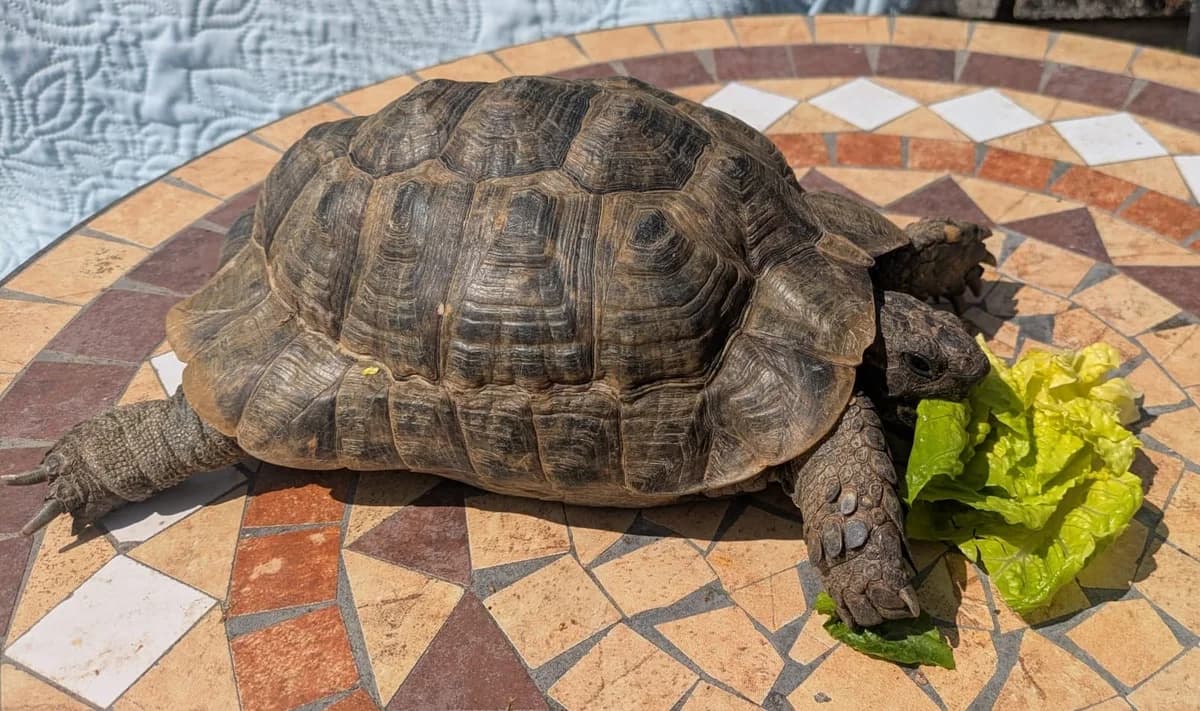 Moses, male senior Mixed Breed for adoption at Second Chance Animal Rescue, Southampton