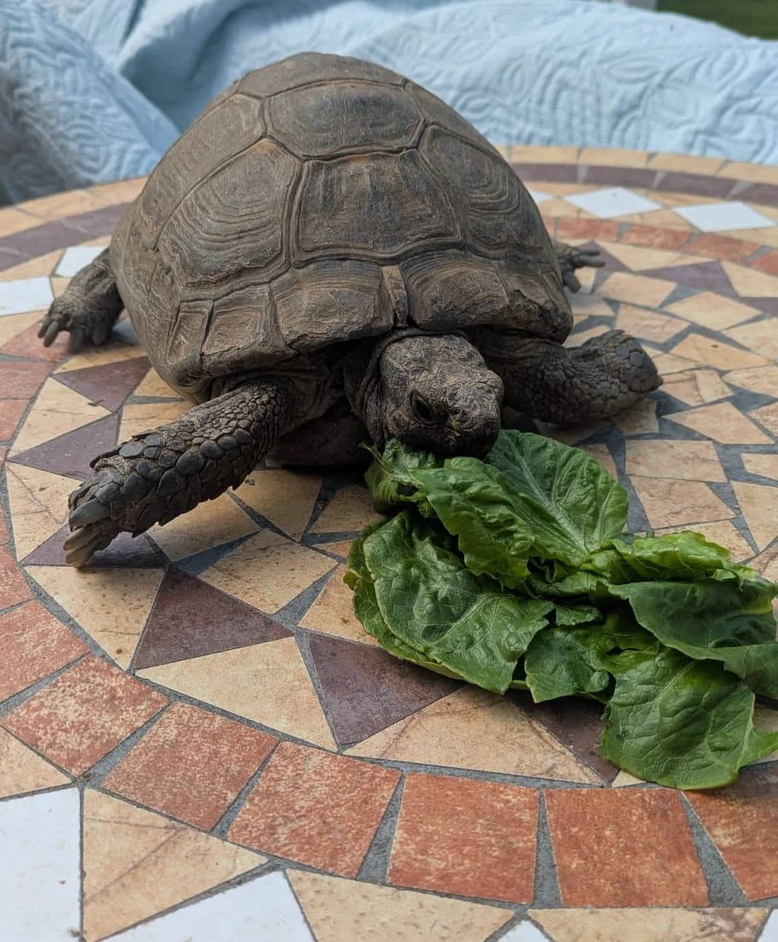 Tutti Fruity, male senior Mixed Breed for adoption at Second Chance Animal Rescue, Southampton