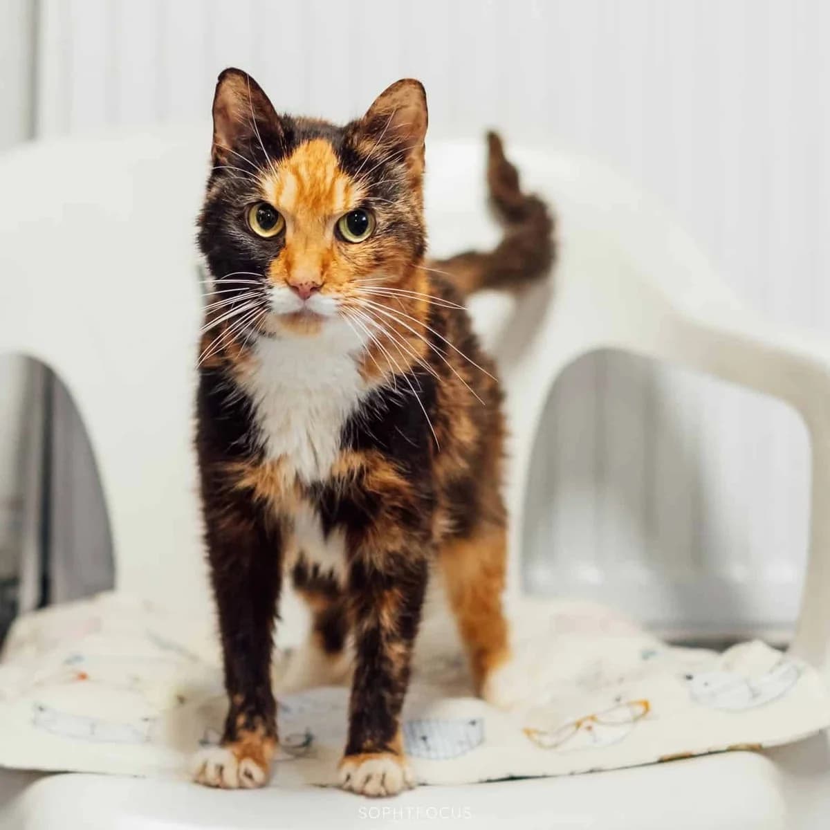 Maggie May, female senior Mixed Breed for adoption at Second Chance Animal Rescue, Southampton