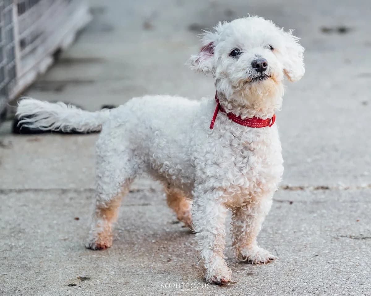 Darcy, female senior Poodle for adoption at Second Chance Animal Rescue, Southampton