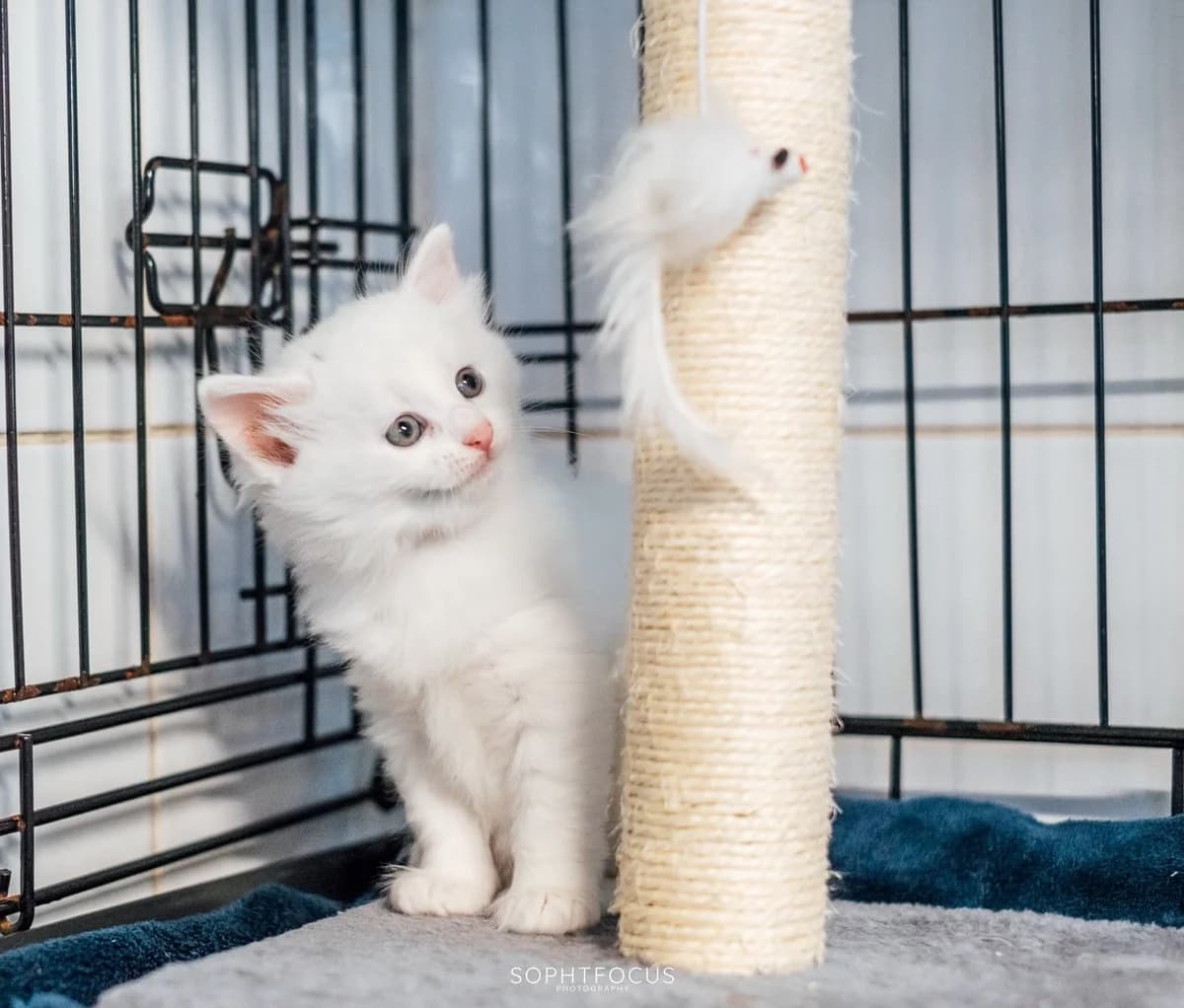 Kitten Registry, puppy Mixed Breed for adoption at Second Chance Animal Rescue, Southampton