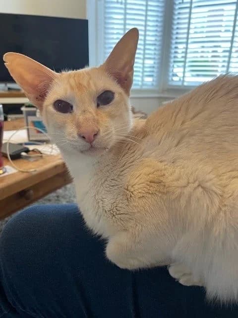 Ruby, Ruby, Ruby, female senior Mixed Breed for adoption at Second Chance Animal Rescue, Southampton