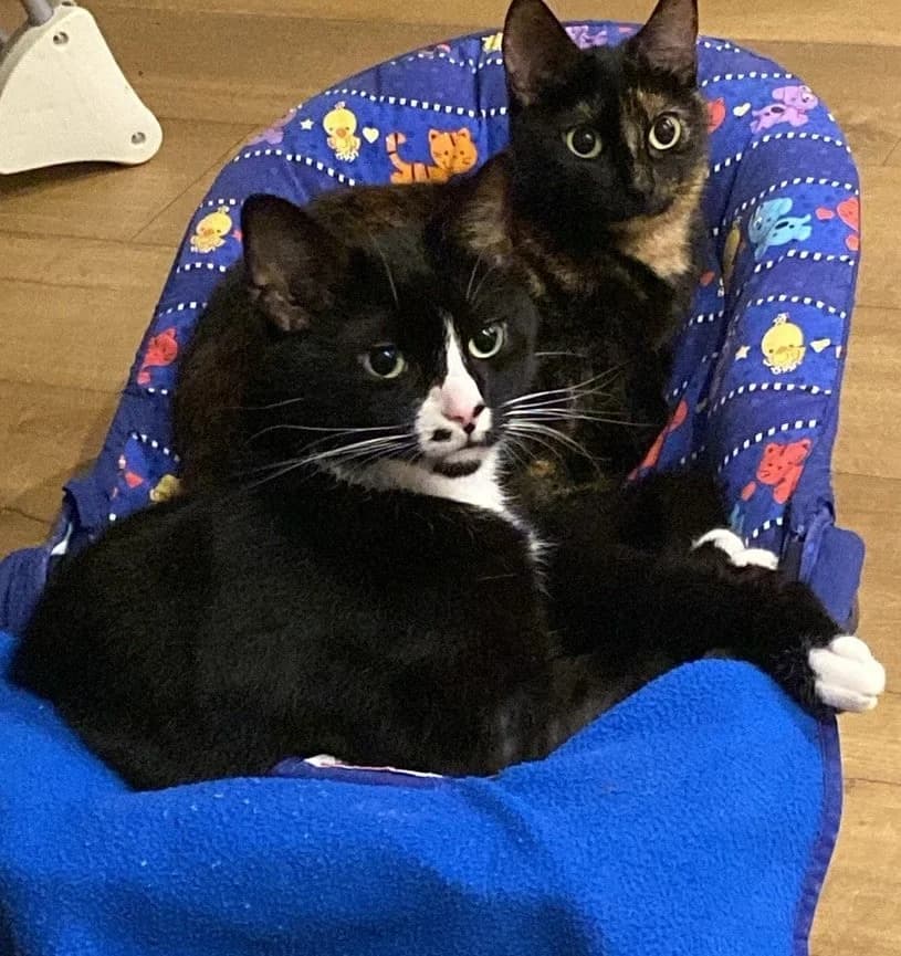 Paddy And Missy, female Mixed Breed for adoption at Second Chance Animal Rescue, Southampton