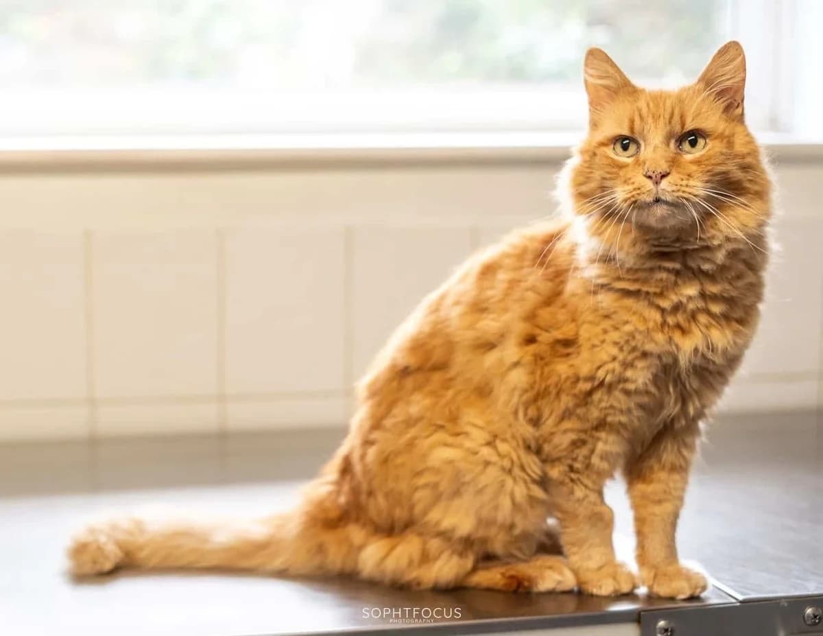 Marley And Gizmo, male senior Mixed Breed for adoption at Second Chance Animal Rescue, Southampton