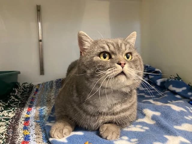 Smokey (the Bandit), male 3yo Mixed Breed for adoption at Second Chance Animal Rescue, Southampton