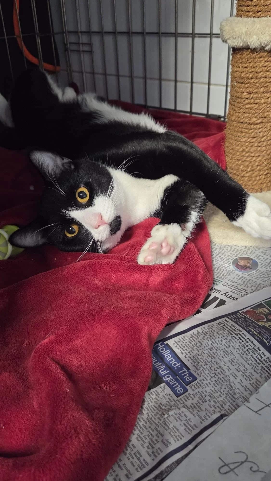 Milo, male puppy Mixed Breed for adoption at Second Chance Animal Rescue, Southampton