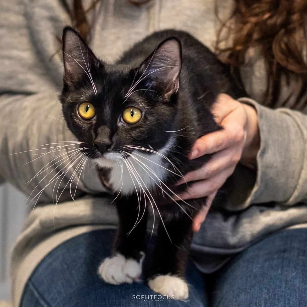 Bourbon And Ginger Snap, female puppy Mixed Breed for adoption at Second Chance Animal Rescue, Southampton