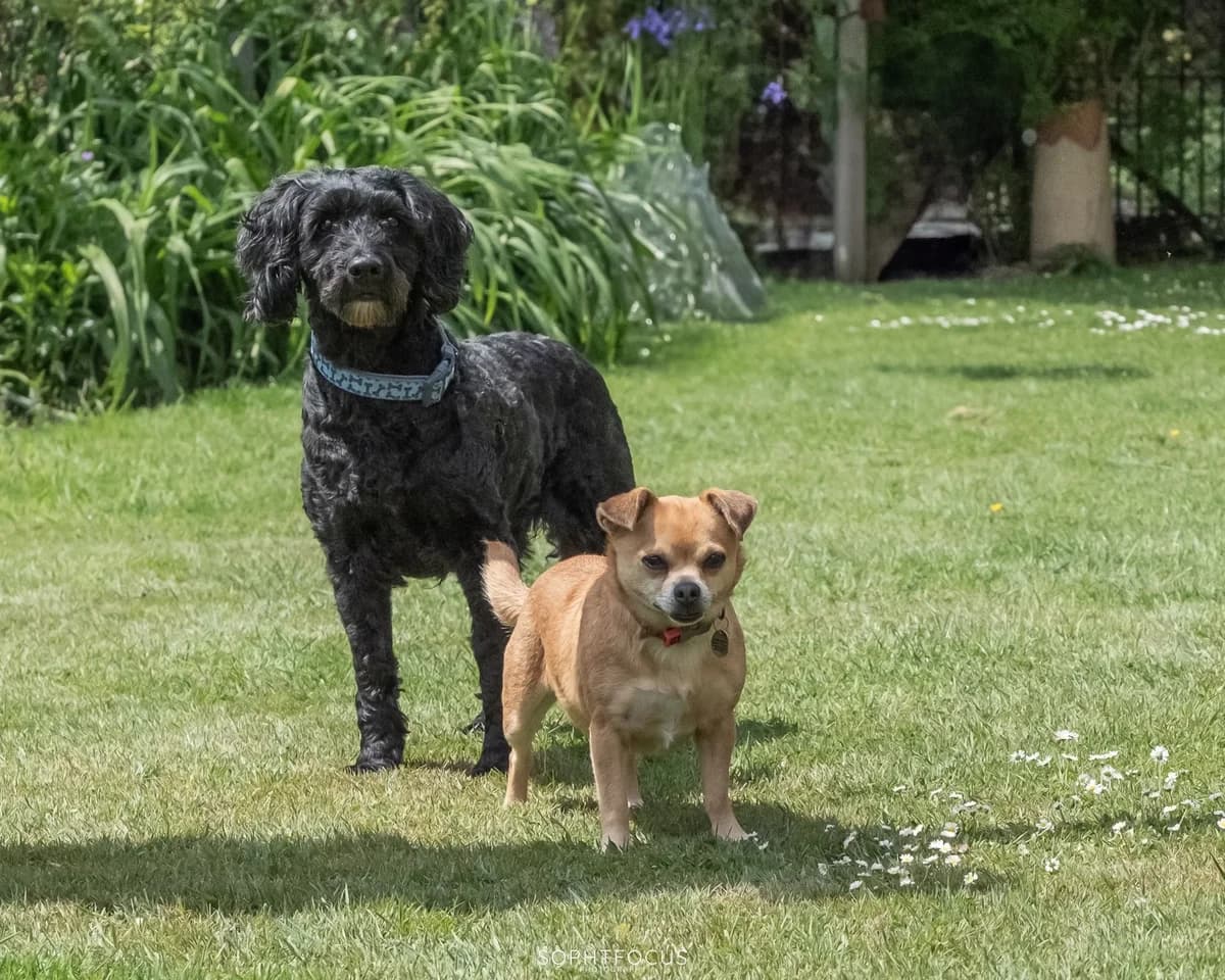 Shadow And Peanut, female senior Chihuahua for adoption at Second Chance Animal Rescue, Southampton