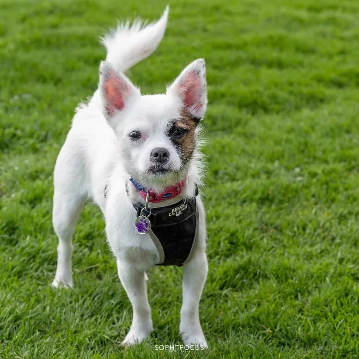 Suki, female young Chihuahua for adoption at Second Chance Animal Rescue, Southampton