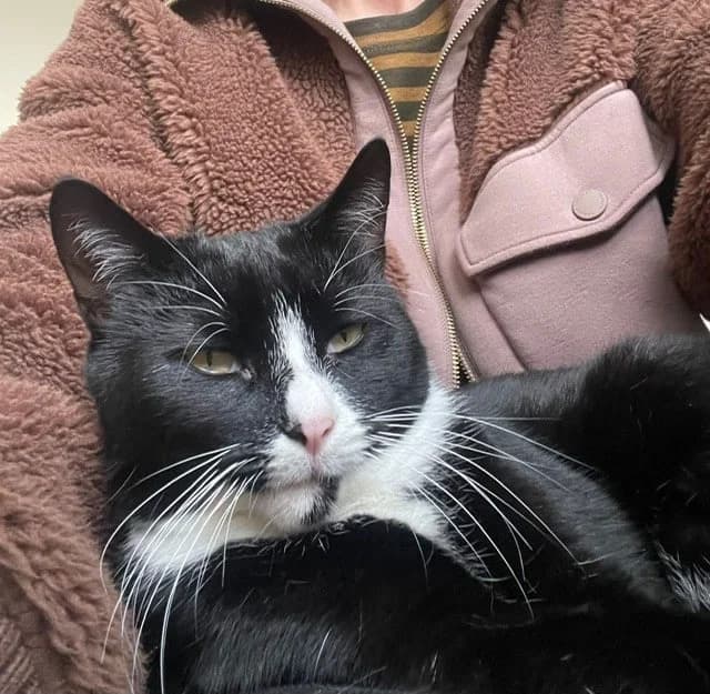 Oreo, female 3yo Mixed Breed for adoption at Second Chance Animal Rescue, Southampton