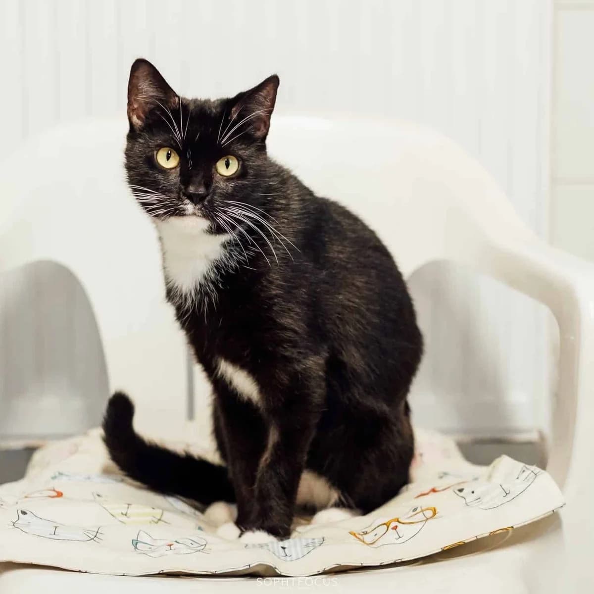 Billie, female 5yo Mixed Breed for adoption at Second Chance Animal Rescue, Southampton