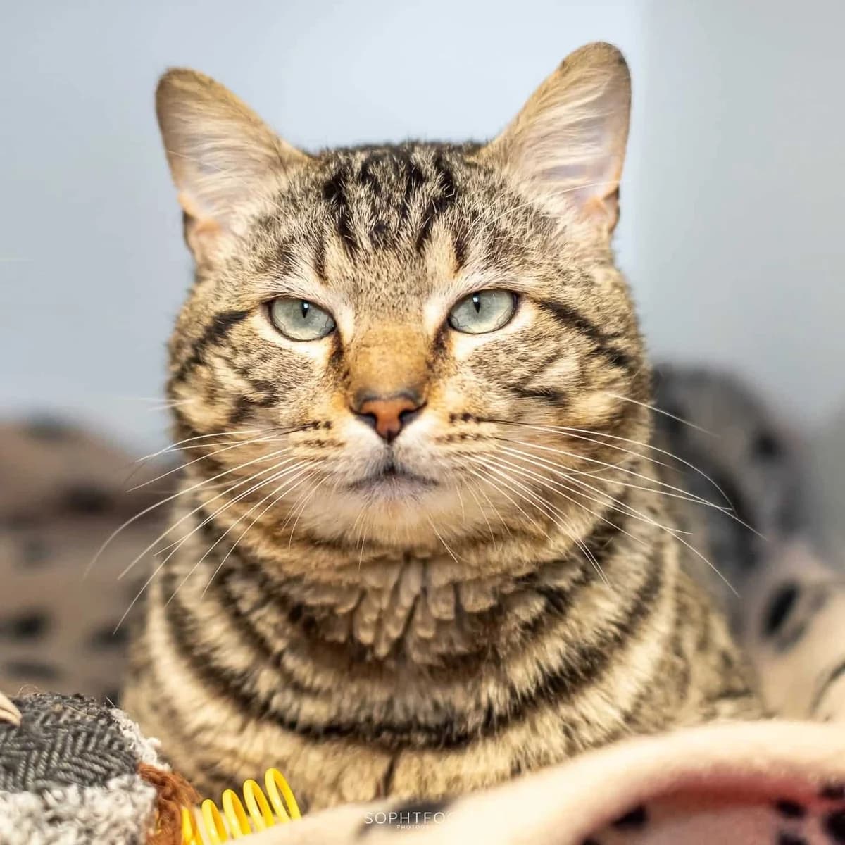 Bob, male 3yo Mixed Breed for adoption at Second Chance Animal Rescue, Southampton