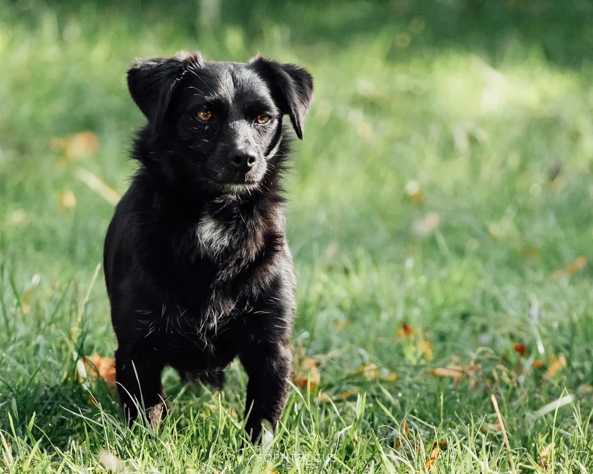 Dopey and Bashful foster homes, male puppy Mixed Breed for adoption at Second Chance Animal Rescue
