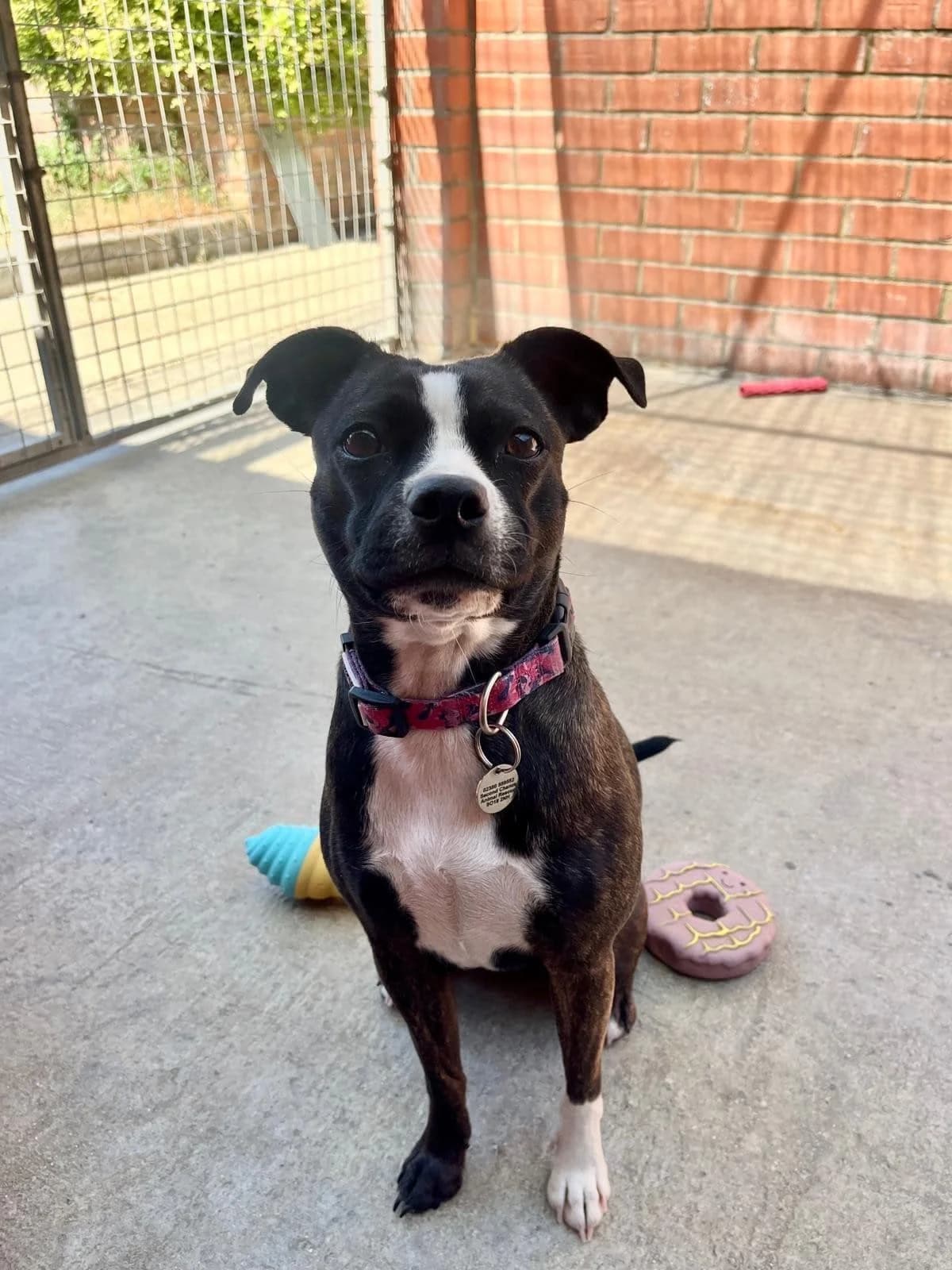 Ellie, female puppy mixed breed for adoption at Second Chance Animal Rescue, Southampton