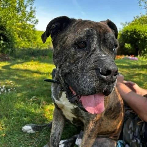 Bandit, male 7yo English Bulldog for adoption at South East Dog Rescue, Greenhithe