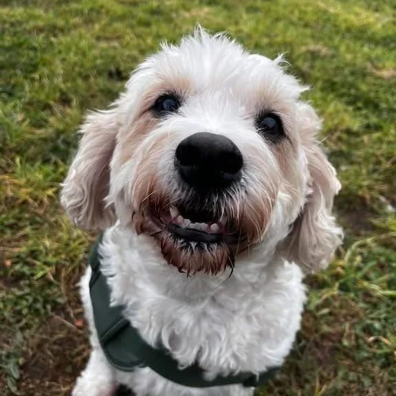 Brogan, male senior mixed breed for adoption at South East Dog Rescue, Greenhithe