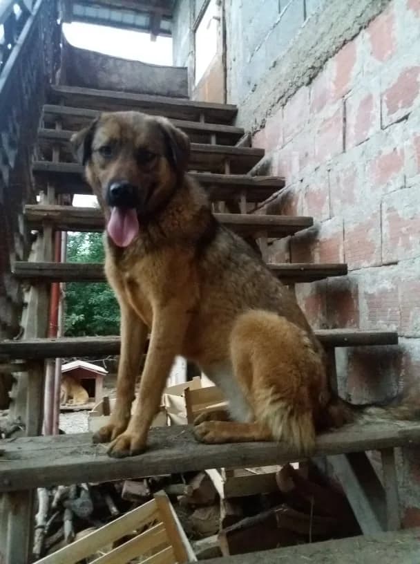 Mila, female 7yo Mixed Breed for adoption at Serbia's Forgotten Paws, Serbia (UK charity)