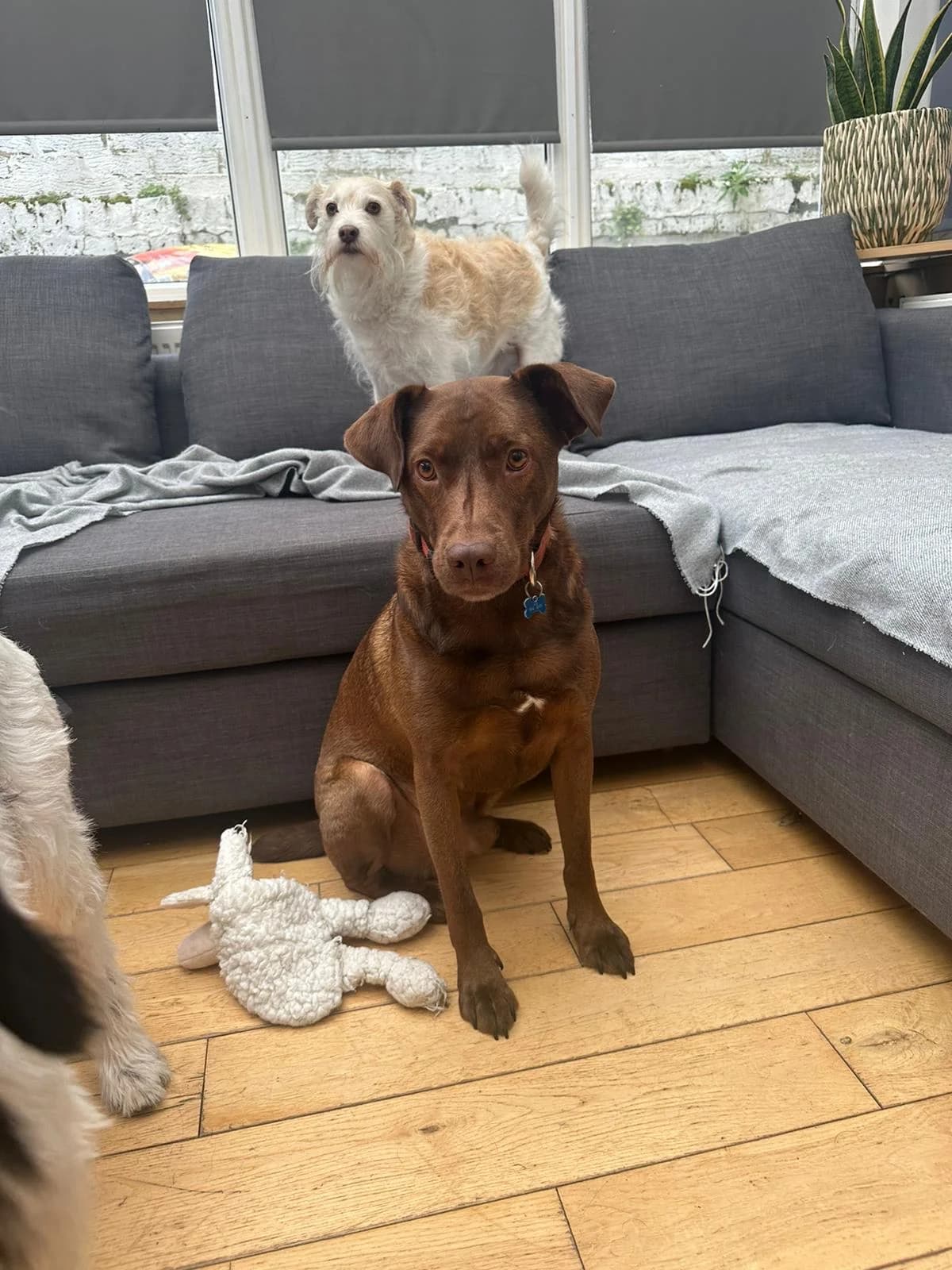 Coko, male 6yo Mixed Breed for adoption at Serbia's Forgotten Paws, Serbia (UK charity)