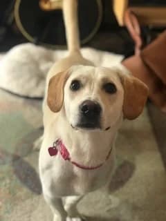 Poppy, female 7yo Mixed Breed for adoption at Serbia's Forgotten Paws, Serbia (UK charity)