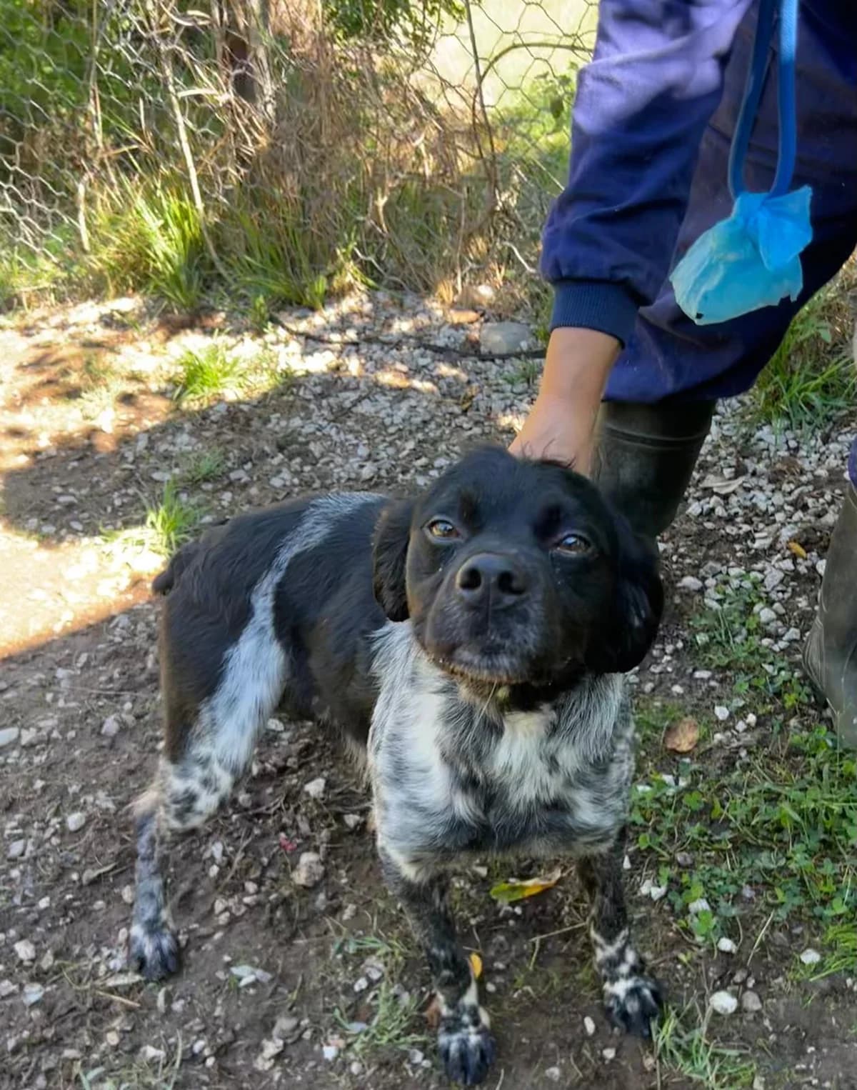 Barbadun, female 6yo mixed breed for adoption at Setter, Brittany & Pointer Rescue Association