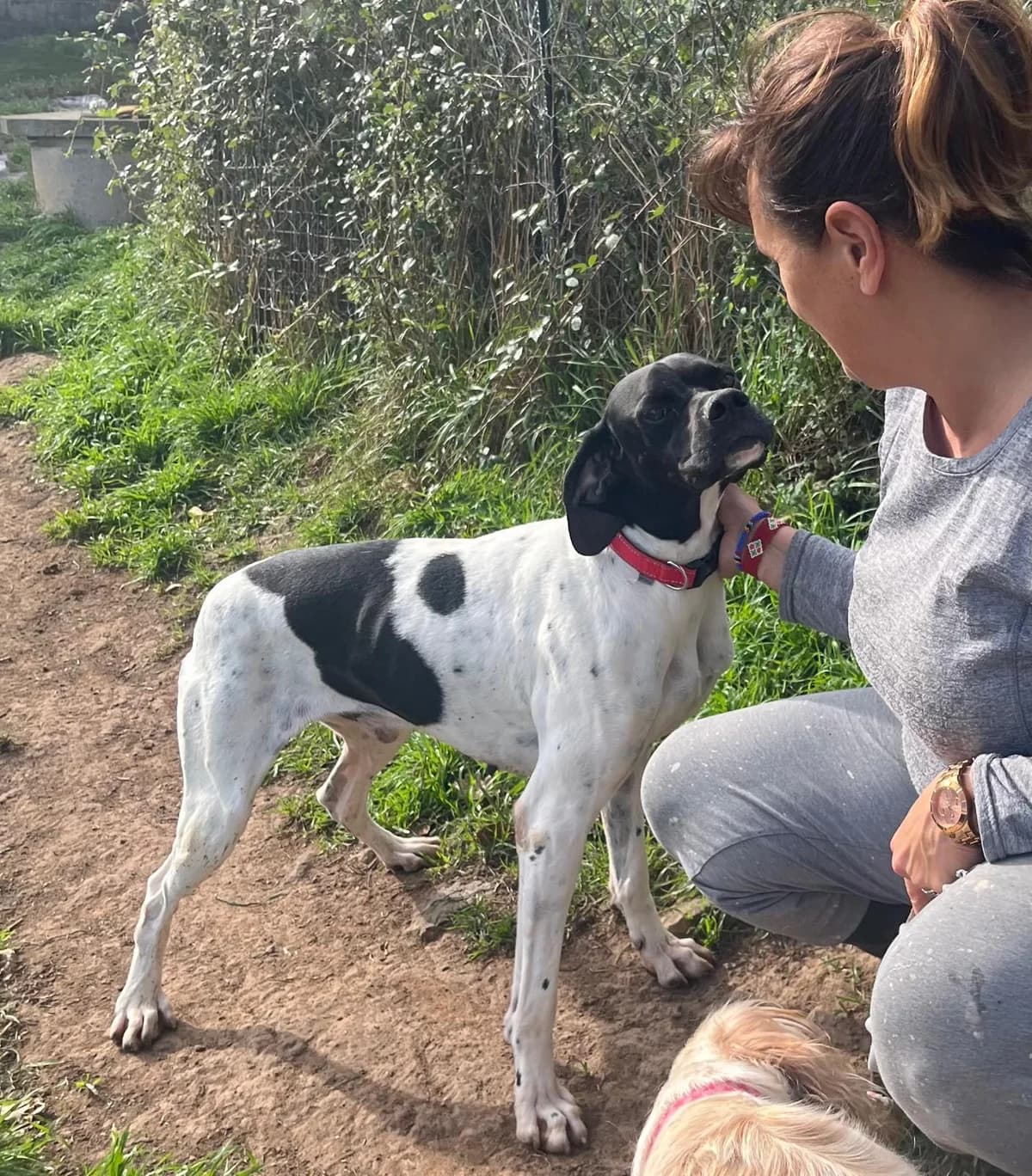 Duke (Duque), female 6yo mixed breed for adoption at Setter, Brittany & Pointer Rescue Association