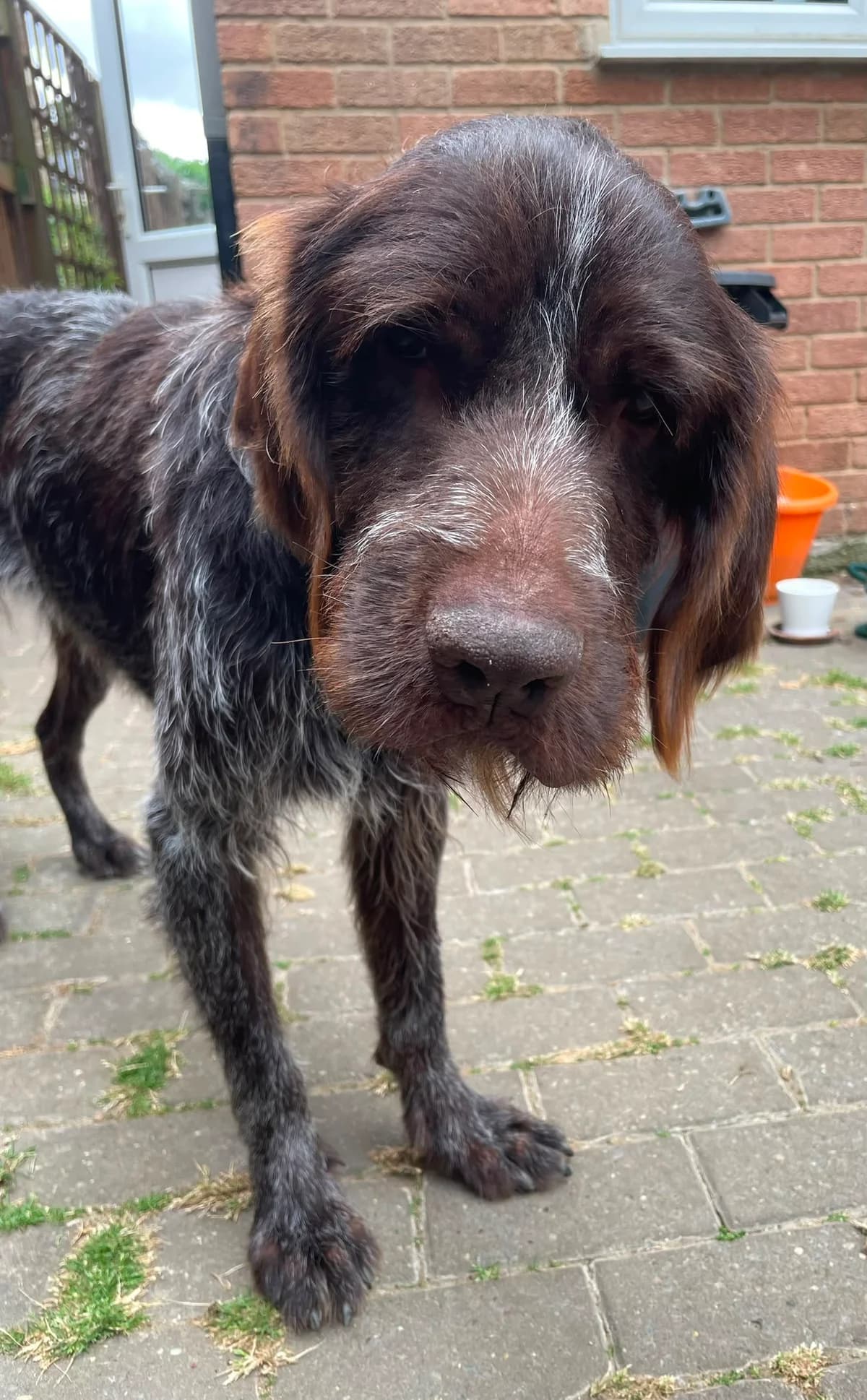 Lalo, male 4yo mixed breed for adoption at Setter, Brittany & Pointer Rescue Association