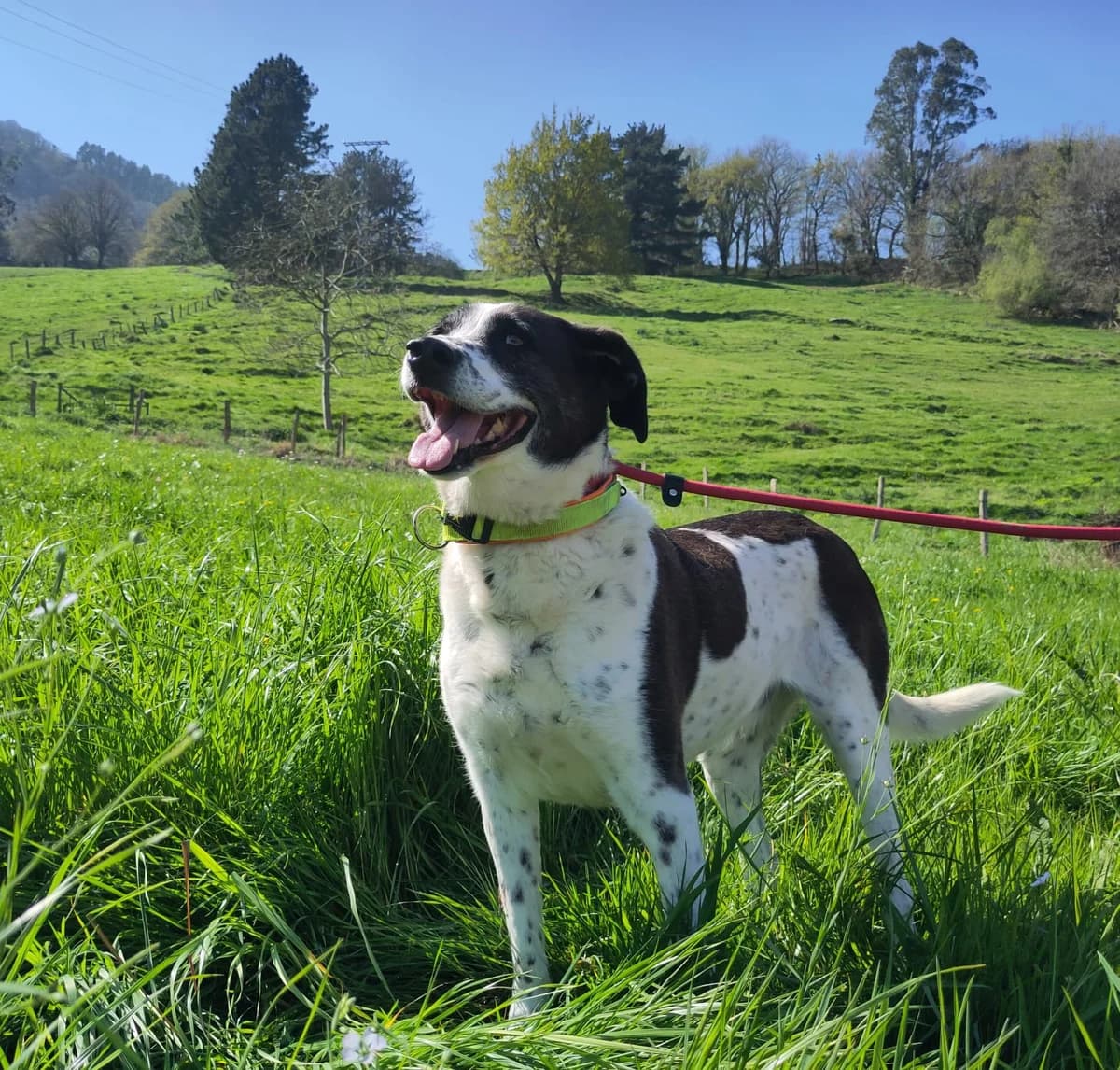 Lula, senior mixed breed for adoption at Setter, Brittany & Pointer Rescue Association