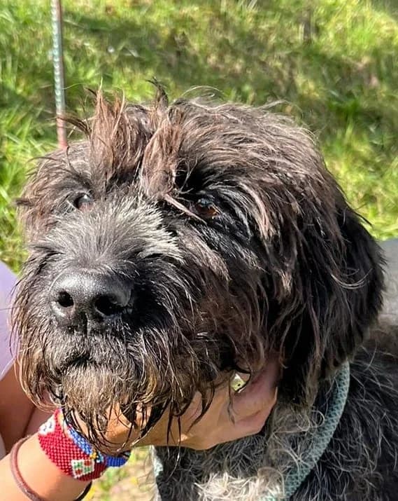 Orla, senior mixed breed for adoption at Setter, Brittany & Pointer Rescue Association