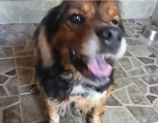 Pekin, female senior mixed breed for adoption at Setter, Brittany & Pointer Rescue Association