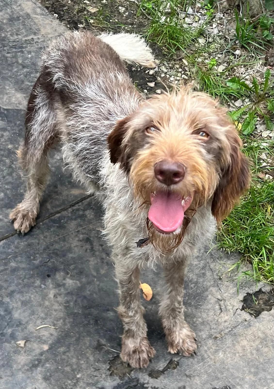 Pepa, female young mixed breed for adoption at Setter, Brittany & Pointer Rescue Association