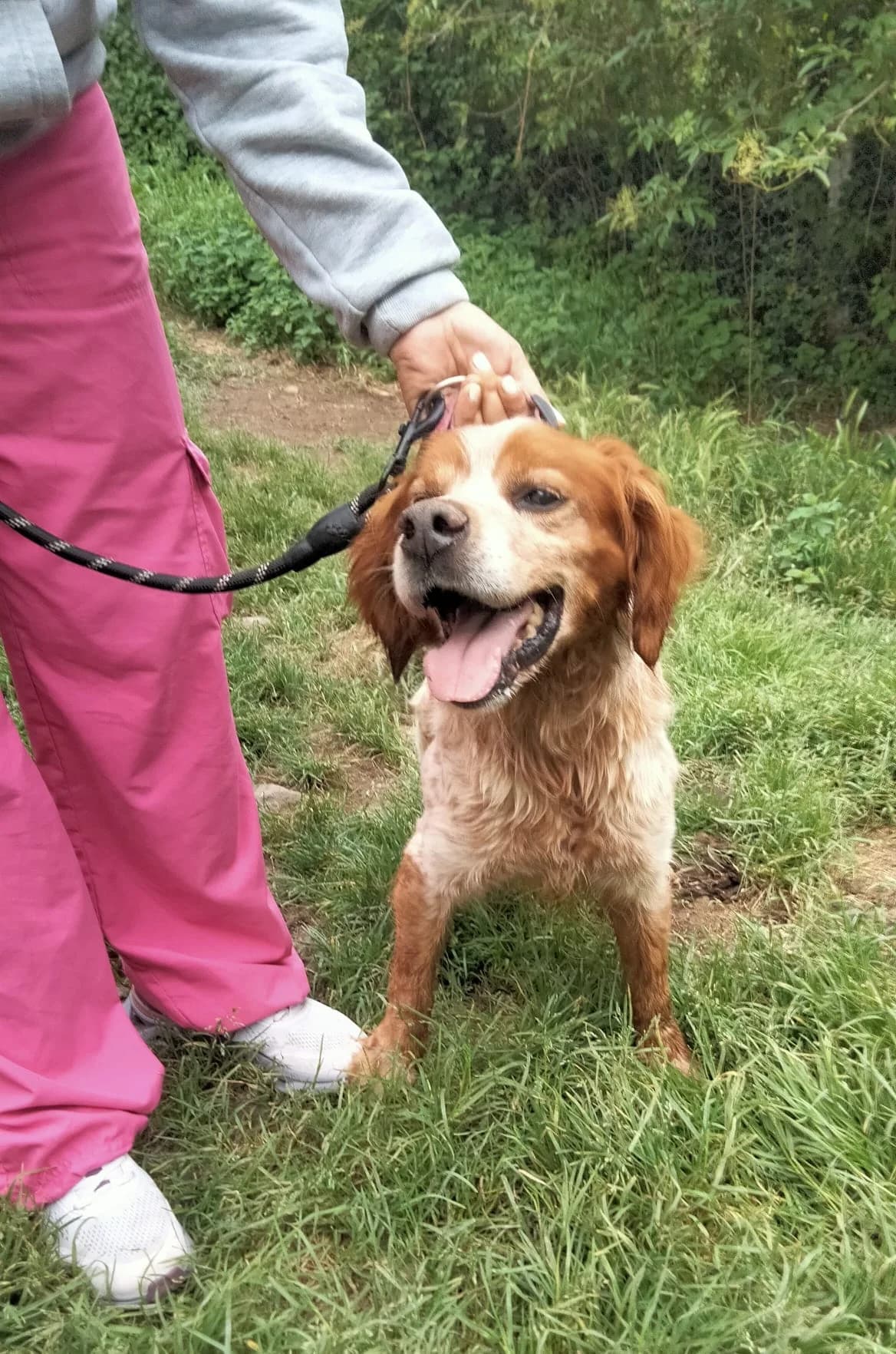 Poker, male senior mixed breed for adoption at Setter, Brittany & Pointer Rescue Association