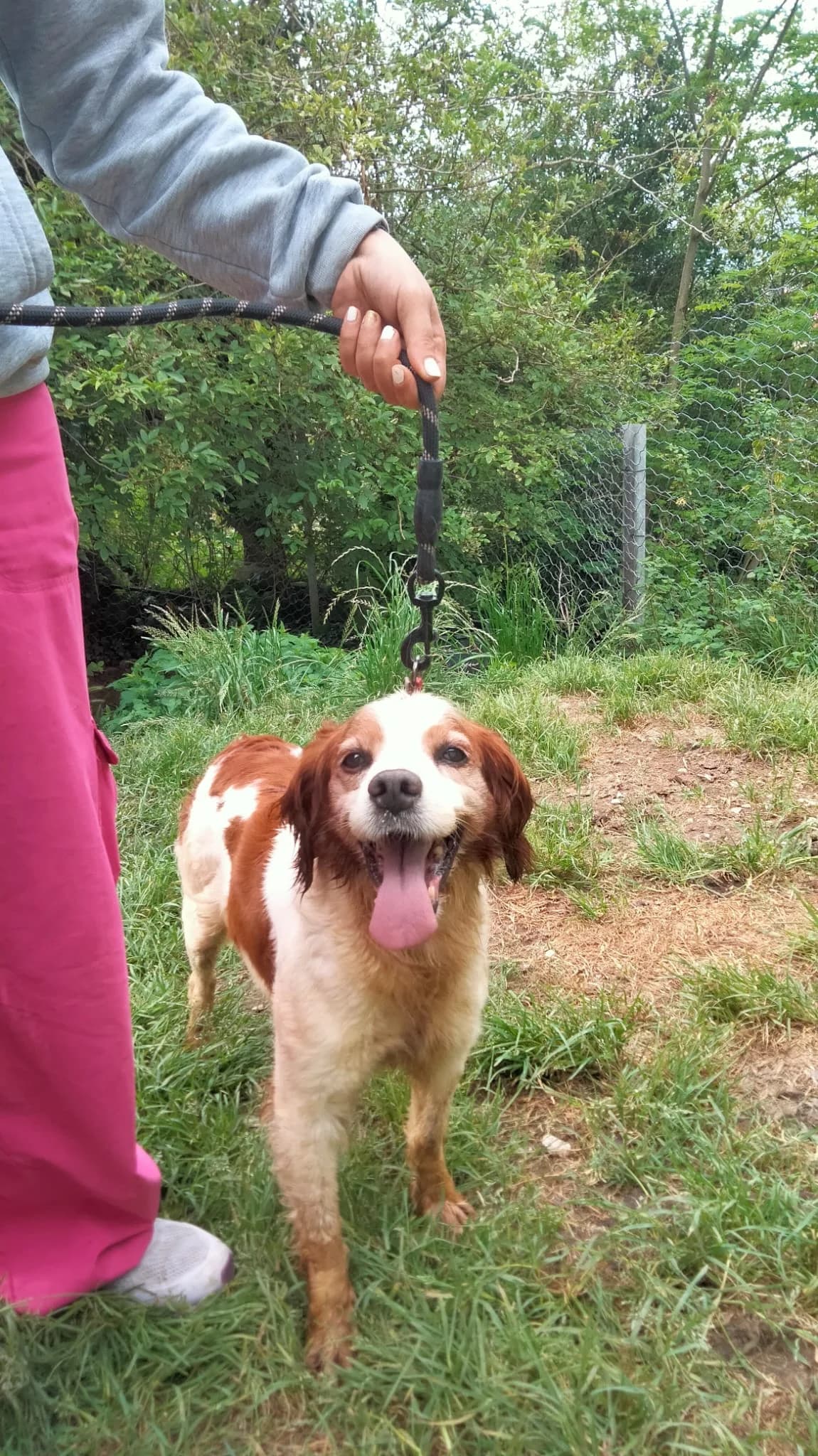 Quetzal, female senior mixed breed for adoption at Setter, Brittany & Pointer Rescue Association