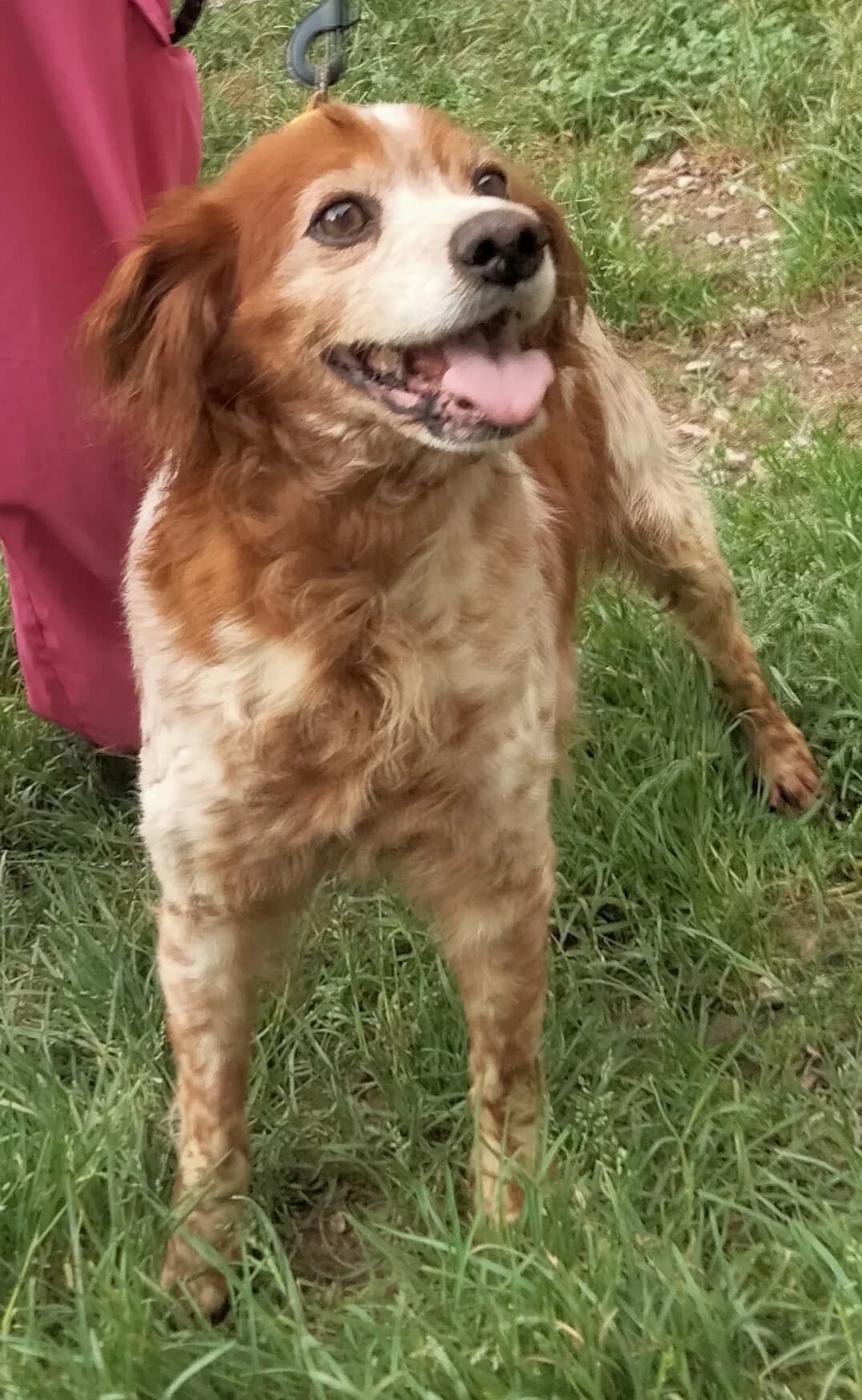 Quila, senior mixed breed for adoption at Setter, Brittany & Pointer Rescue Association