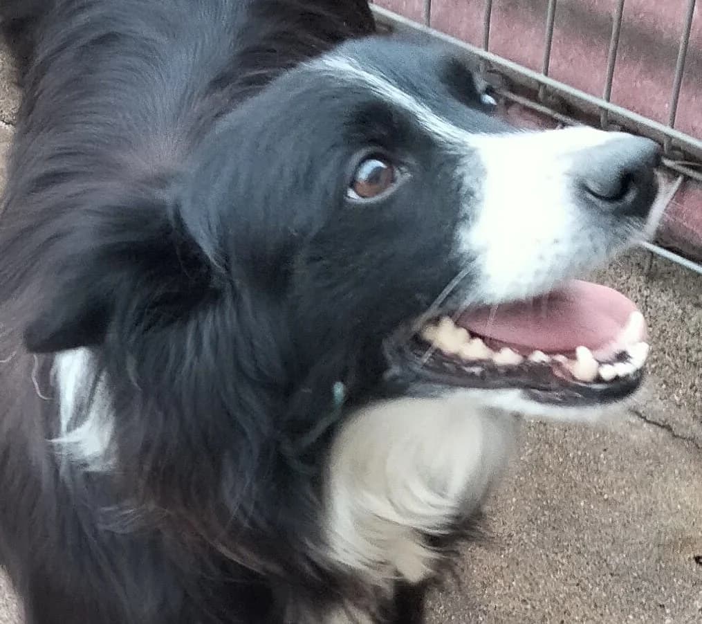 Reyna, senior mixed breed for adoption at Setter, Brittany & Pointer Rescue Association