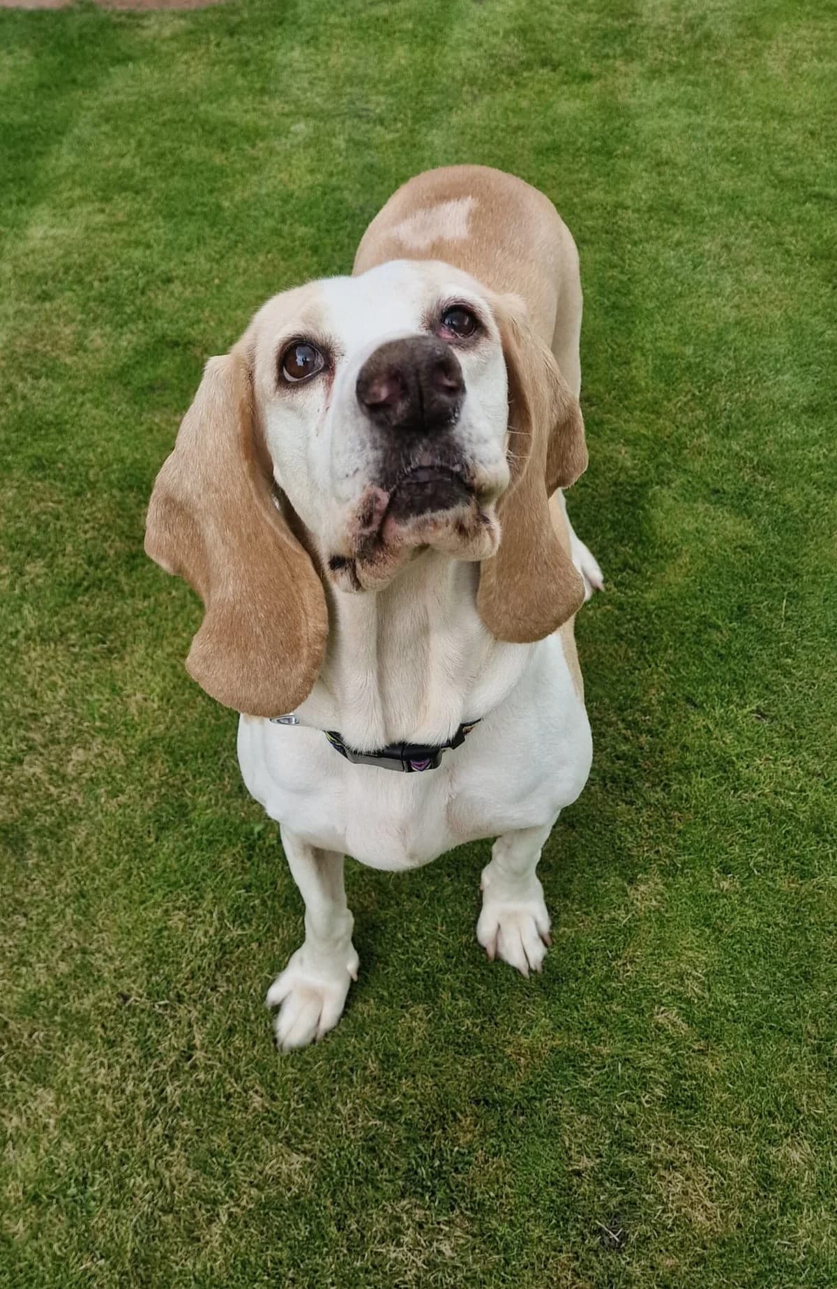 Roma, female senior mixed breed for adoption at Setter, Brittany & Pointer Rescue Association