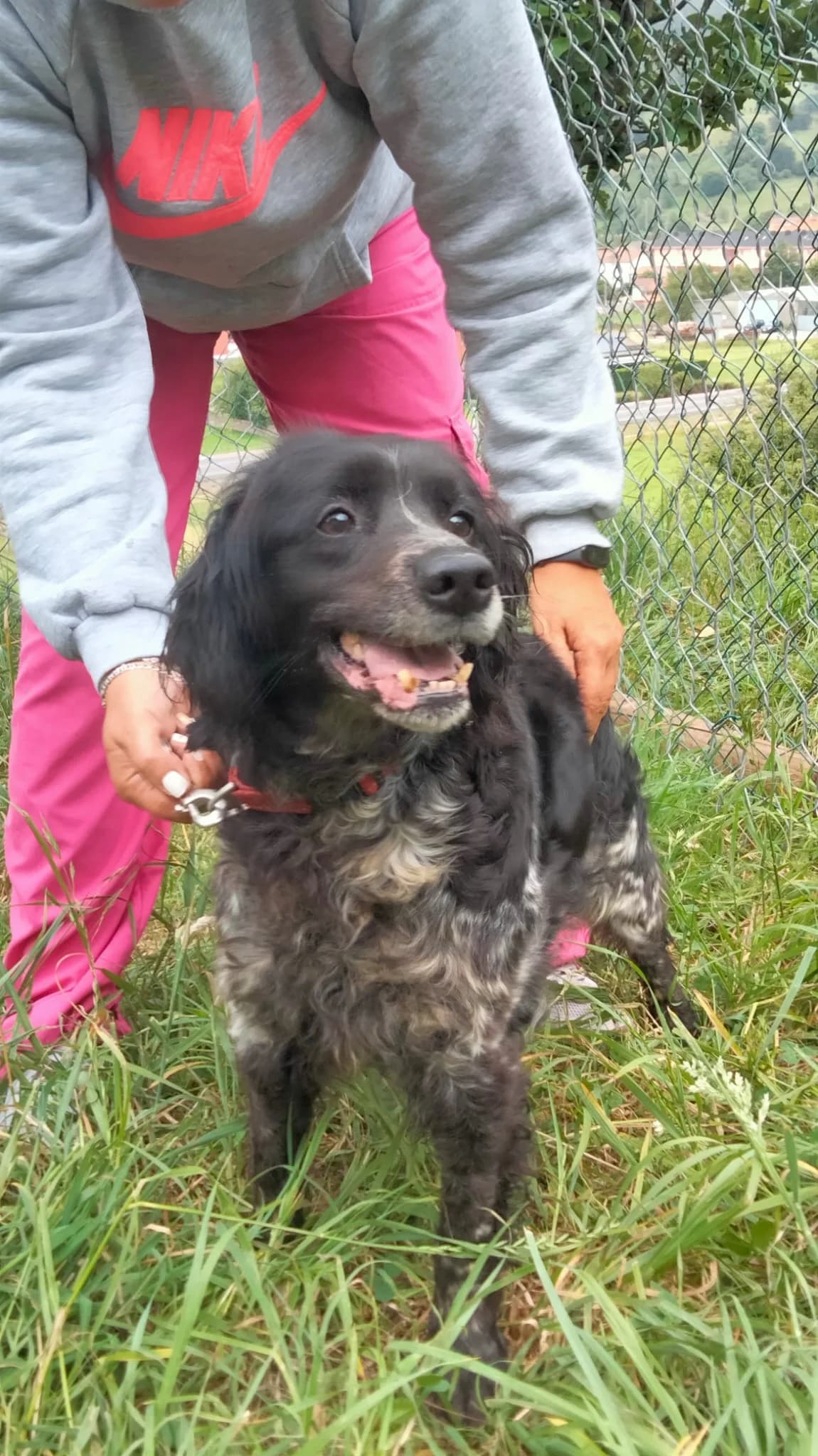 Roma, female senior mixed breed for adoption at Setter, Brittany & Pointer Rescue Association