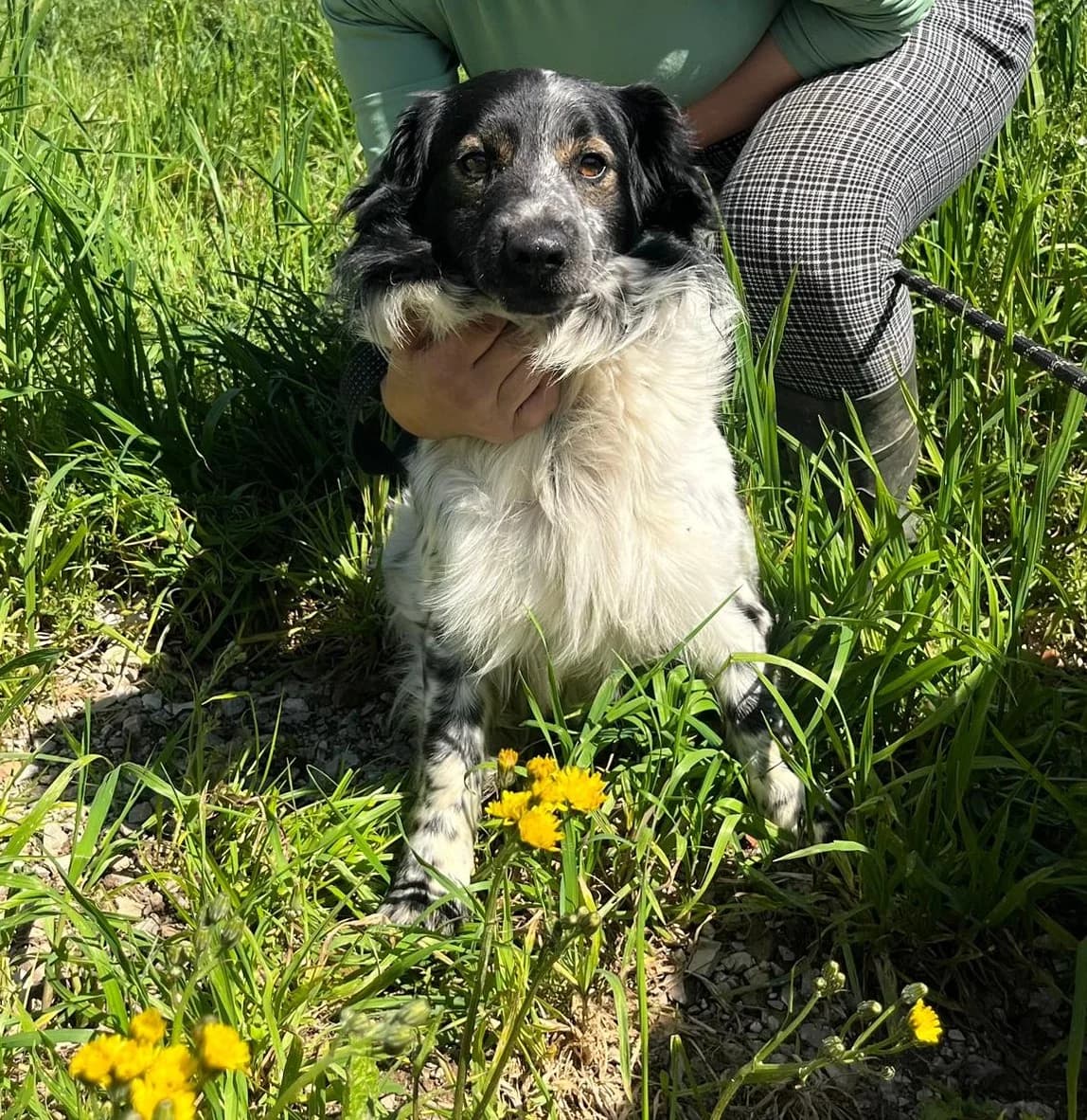 Taco, female young mixed breed for adoption at Setter, Brittany & Pointer Rescue Association