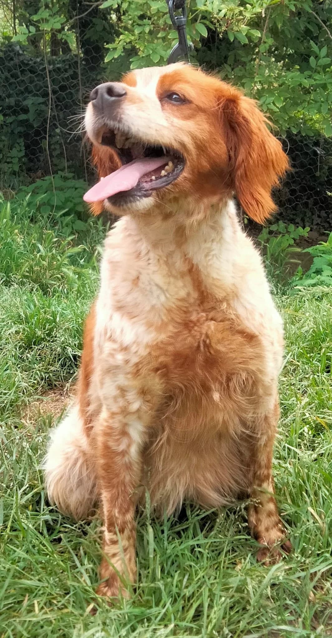 Tormenta, female senior mixed breed for adoption at Setter, Brittany & Pointer Rescue Association