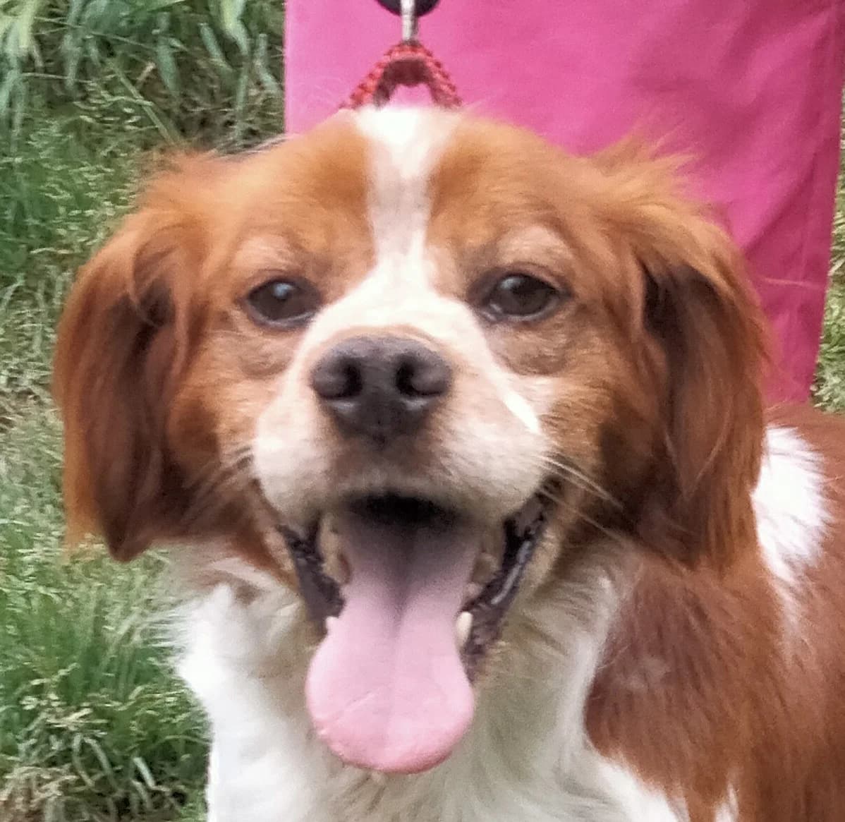 Urano, male 6yo mixed breed for adoption at Setter, Brittany & Pointer Rescue Association