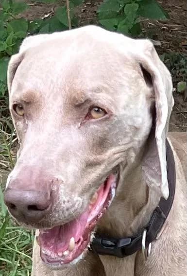 Uros, female 5yo mixed breed for adoption at Setter, Brittany & Pointer Rescue Association