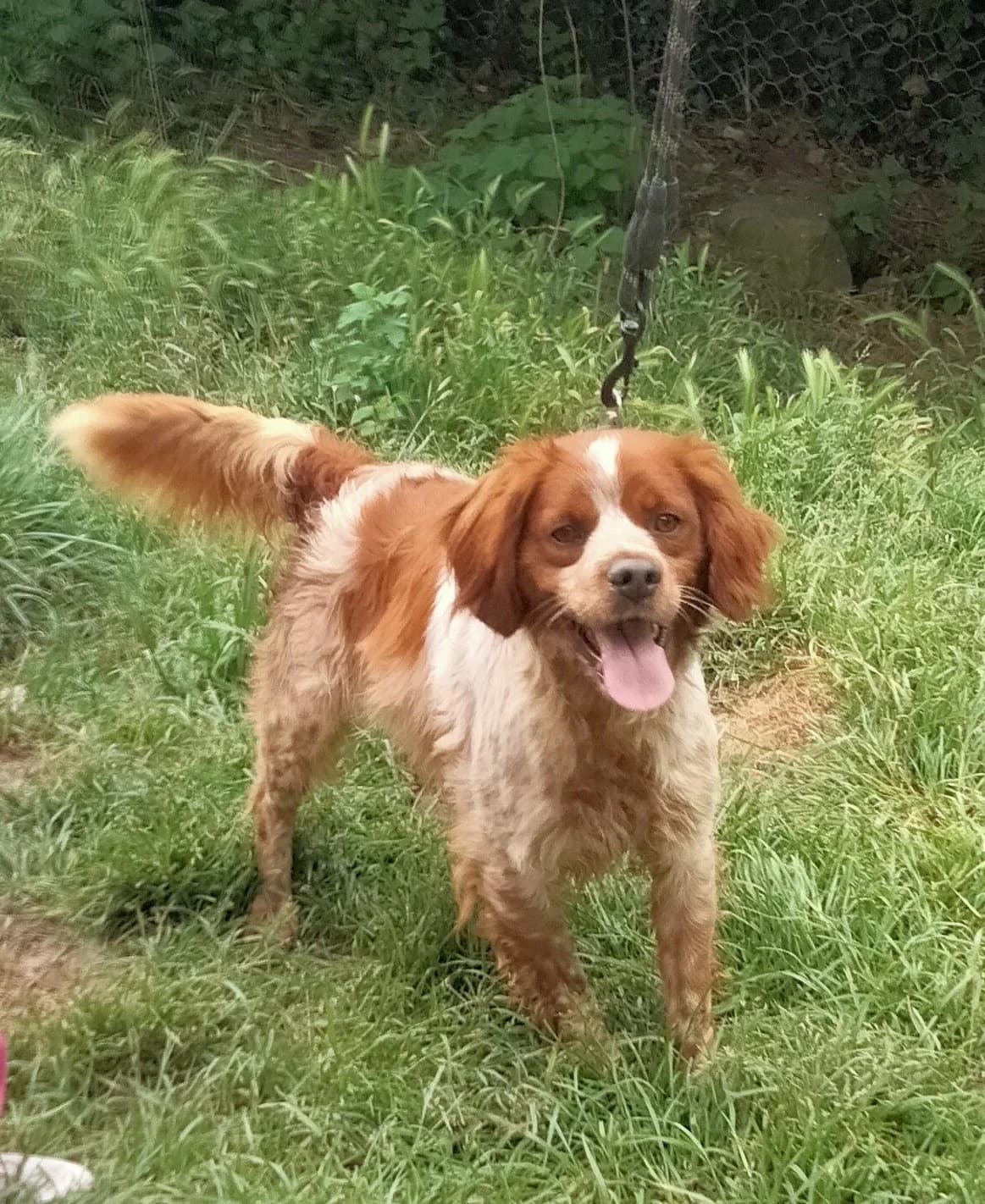 Xenon, male 3yo mixed breed for adoption at Setter, Brittany & Pointer Rescue Association