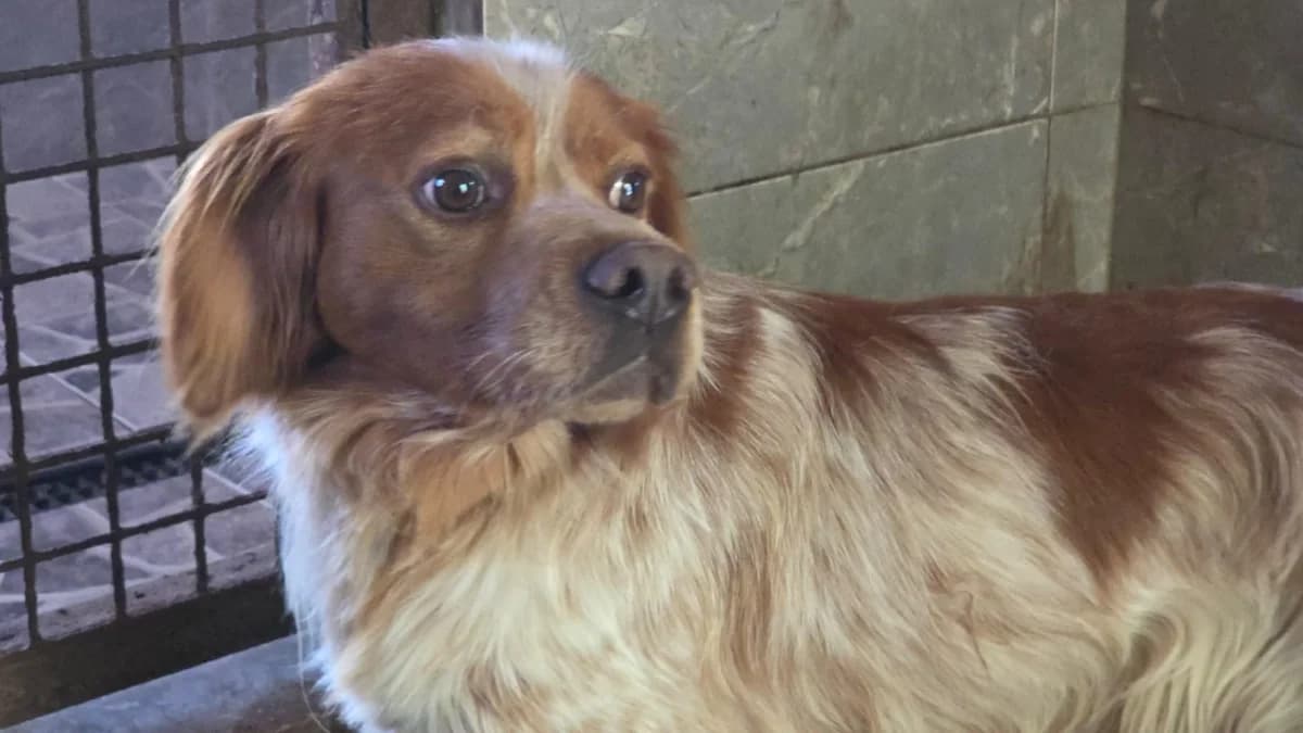 Xiloe, female 4yo mixed breed for adoption at Setter, Brittany & Pointer Rescue Association