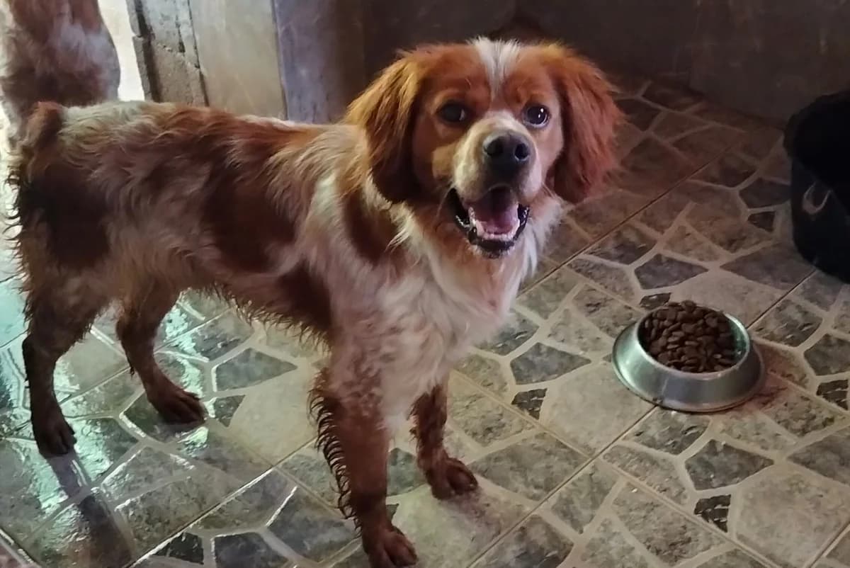 Xiloe, female 4yo mixed breed for adoption at Setter, Brittany & Pointer Rescue Association
