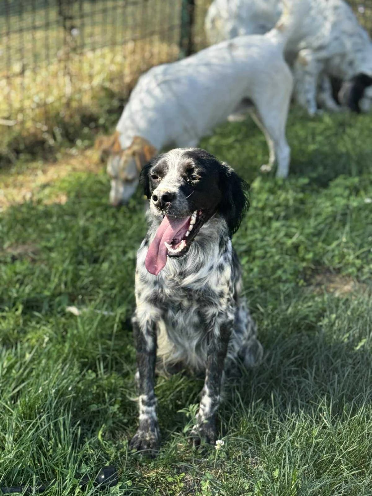 Dennis, male 3yo English Setter for adoption at Settusfree