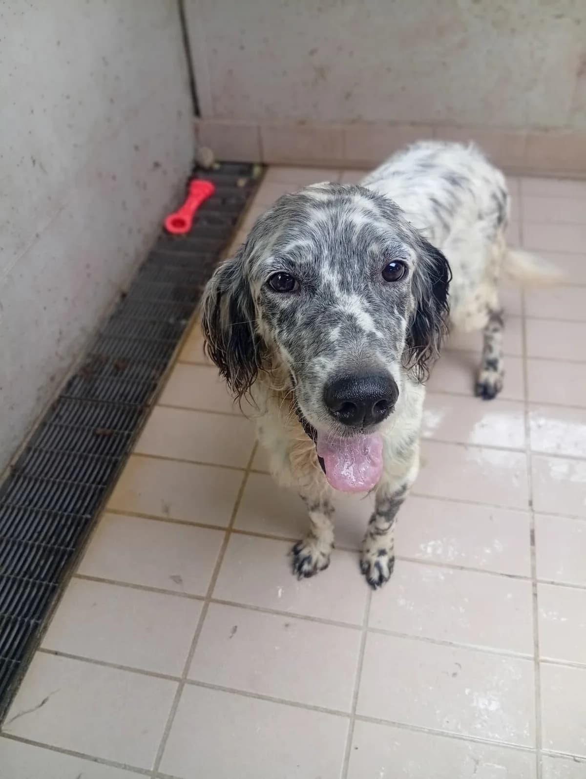 Gio, male senior English Setter for adoption at Settusfree